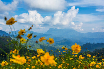 Doi Luang Chiang Dao of photo from Doi Hadubi with yellow flowers or marigolds beautiful nature in tropical rainforest in Chiang Mai, Thailand