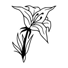 simple outline of a lily blossom
