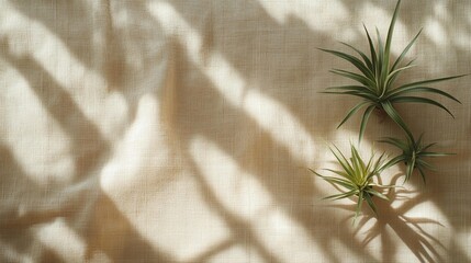 Air plants minimalist sunlight shadow beige fabric background calm nature home decor