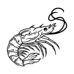 detailed shrimp outline vector illustration