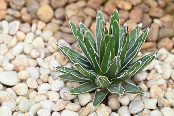 Queen Victoria agave is a small species of succulent flowering perennial plant, noted for its streaks of white on sculptured geometrical leaves, and popular as an ornamental.
