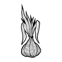 detailed garlic clove illustration clipart