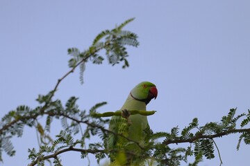Rose ringed parakeet
