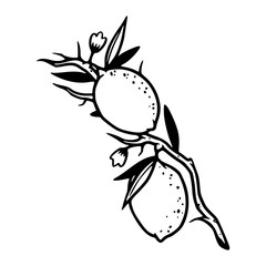 line art a branch of lime