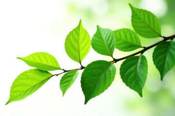 Branch with leaves isolated on white background, greenery, plant life