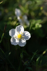 Single white wildflower in sunlight with dark green blurred background