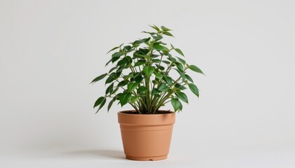 Fototapeta premium House plant in pot, realistic style, isolated on a pure white background, minimal composition, soft natural shadows, high resolution, studio lighting, photorealistic