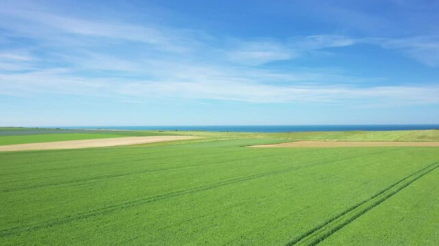 Golden orge fields facing the English Channel in Europe, France, Normandy, near Deauville, in summer, on a sunny day.&nbsp;