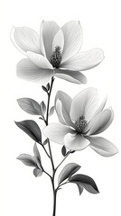 Black and white magnolia drawing high resolution picture
