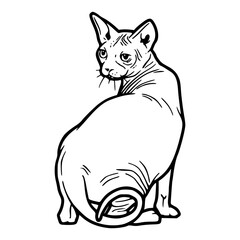 Obraz premium hairless cat illustration outline