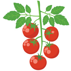 red tomatoes isolated on white background