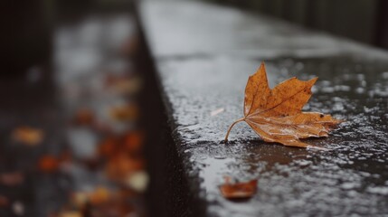 雨上がりの道に落ちている葉っぱ