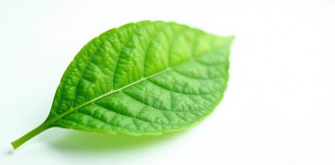 Obraz premium Single leaf with intricate veins on white background, growth, green