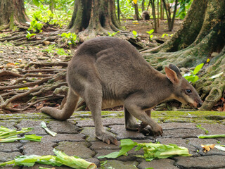a brown wallaby kangaroo eating green vegetables