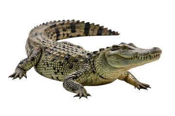 Naklejka premium Apex Predator's Gaze: A detailed studio shot showcases a formidable crocodile, its armored scales and powerful presence commanding attention. capturing the essence of the animal.