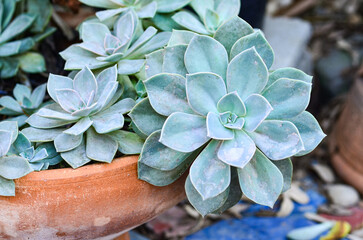 Close up beautiful Echeverias