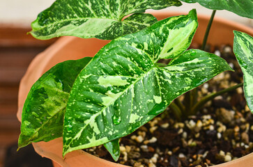Fresh Syngonium panda in nature