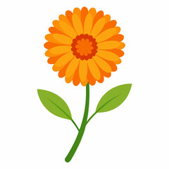 sunflower isolated on white