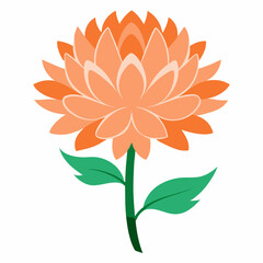 orange dahlia flower