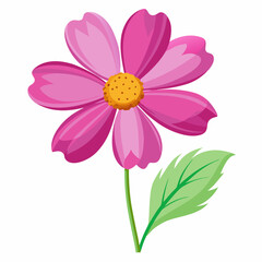 pink daisy flower