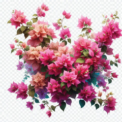 Colorful Tropical Bougainvillea Flowers with Green Leaves – High-Quality Botanical Artwork