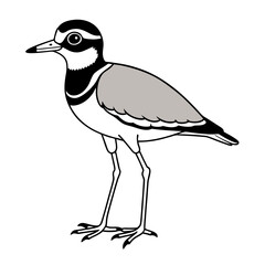 A drawing of a bird vector illustration on a white background