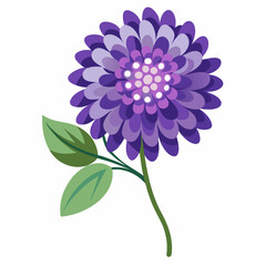 purple dahlia flower