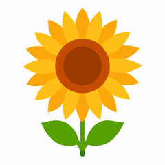 sunflower isolated on white