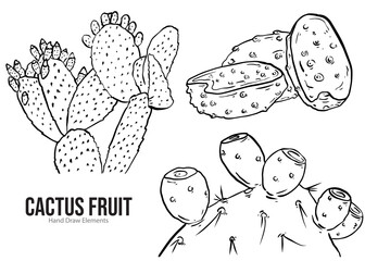 hand drawn vector illustration of an CACTUS FRUIT