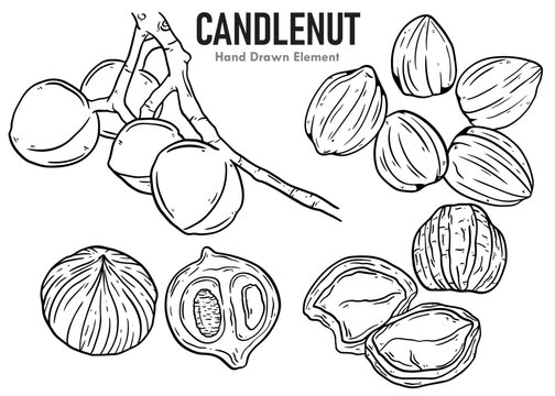 hand drawn vector illustration of Candlenut