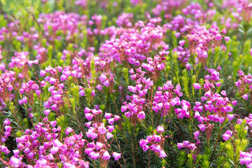 Mountain heather blossom. Pink mountain heather meadow flower. Meadow with wildflower of mountain heather flower in nature. Summer nature. Flowering plant. Flower of phyllodoce empetriformis