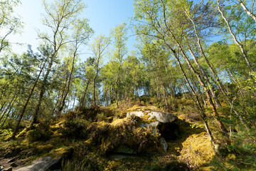Forest path in the hillsides of the Trois Pignons Forest. Île-de-France region 


