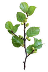 green plant branch with buds isolated on black