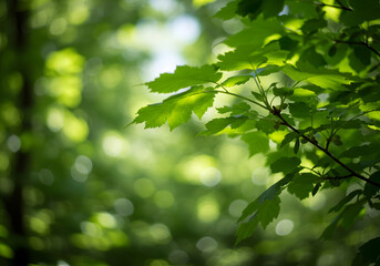 Obraz premium Close-up of Green Leaves and Branch in Sunlight - Bokeh Background, Forest Nature Photography