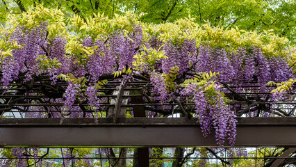 見頃を迎えた藤の花がマンションの敷地に咲いていました