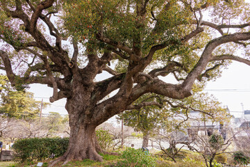 満開の桜や杉、楠など、大きな木がたくさん植わっている。
日本の関東地方最大級の城、小田原城。
戦国時代（15〜16世紀）に関東一円を支配した北条氏の居城。
現代では公営の城址公園として整備されている。
本丸内資料館等、一部の有料施設以外のすべての公園部分は２４時間無料で市民に公開されている。
小田原城址公園、小田原市、神奈川県-2025年3月30日
