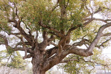 満開の桜や杉、楠など、大きな木がたくさん植わっている。
日本の関東地方最大級の城、小田原城。
戦国時代（15〜16世紀）に関東一円を支配した北条氏の居城。
現代では公営の城址公園として整備されている。
本丸内資料館等、一部の有料施設以外のすべての公園部分は２４時間無料で市民に公開されている。
小田原城址公園、小田原市、神奈川県-2025年3月30日
