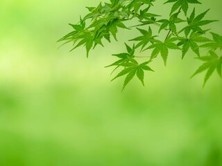 Naklejka premium モミジの新緑。爽やかな風景。