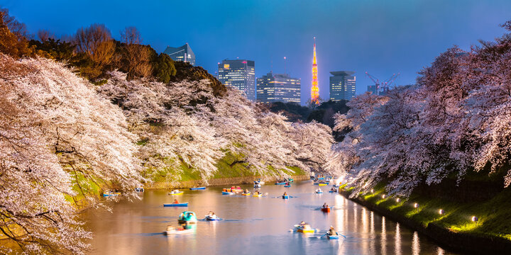 Chidorgafuchi panoramic with cherry trees, Tokyo