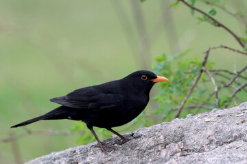 Blackbird