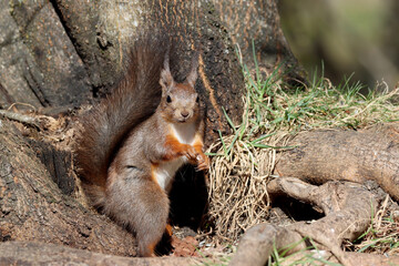 Squirrel