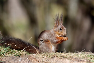 Squirrel