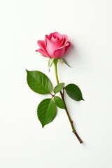 A single rose branch against a bright white background, foliage, greenery, flower