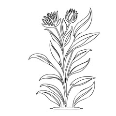 Elegant botanical drawing depicting stylized flowers and leaves in single continuous line