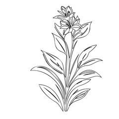 Elegant floral line art illustration of a flowering botanical arrangement