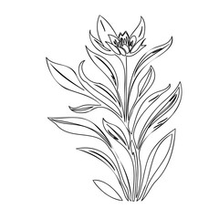 Elegant Floral Line Art: A Delicate Botanical Illustration for Creative Projects