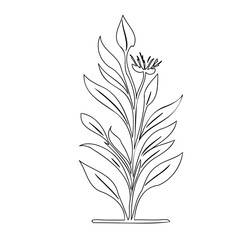 Minimalist Botanical Illustration of a Flowering Plant with Delicate Leaves