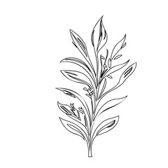 Botanical illustration of leaves and stem in a simple line drawing style