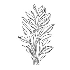 Delicate botanical illustration: An elegant black and white floral sprig design