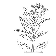 Elegant floral outline illustration featuring intricate foliage and a blossom